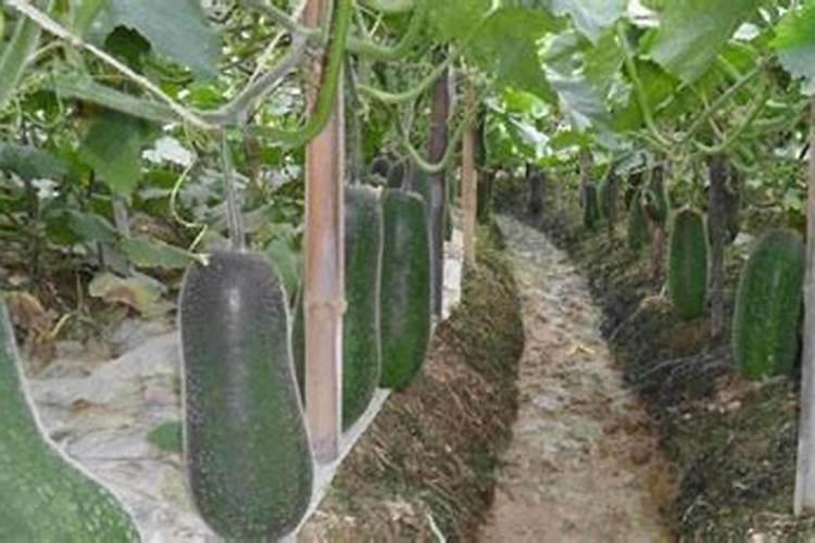 冬瓜施什么肥好