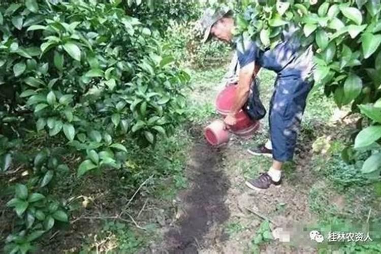 柑橘树专用肥料配方是什么？