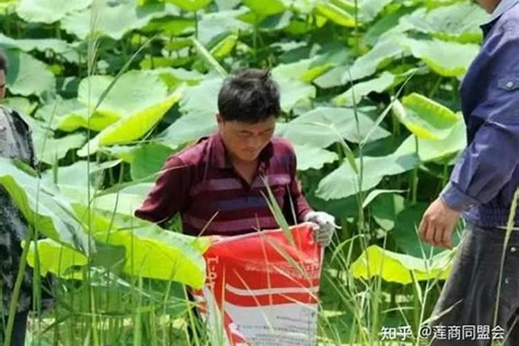 小麦什么时候打除草剂最好