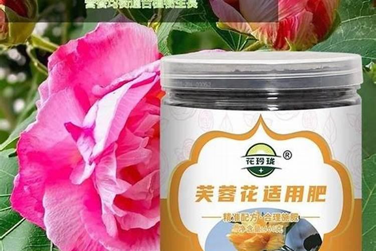 芙蓉花怎么施肥