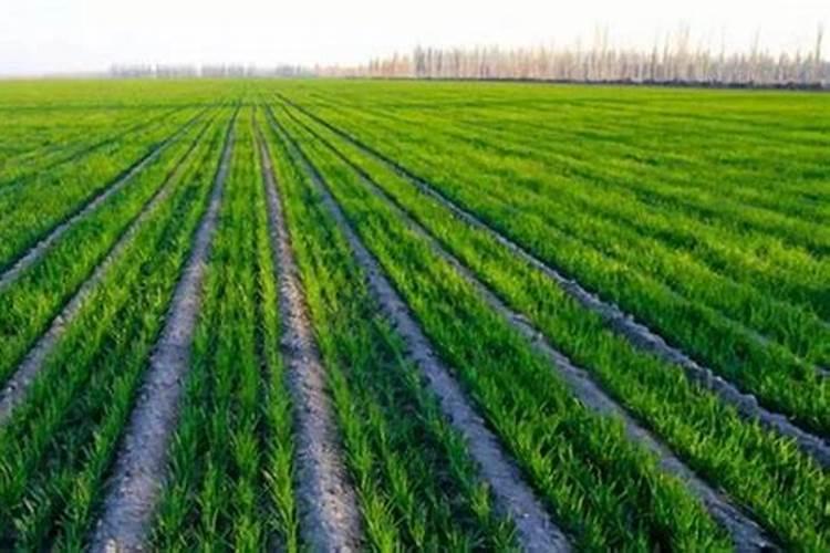 如何给农作物科学施用锌肥