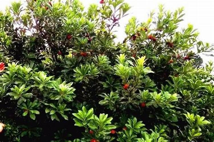 贡柑几月成熟？贡柑种植到挂果要多少年