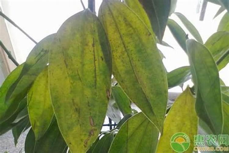 春播花生高产种植管理要点分析