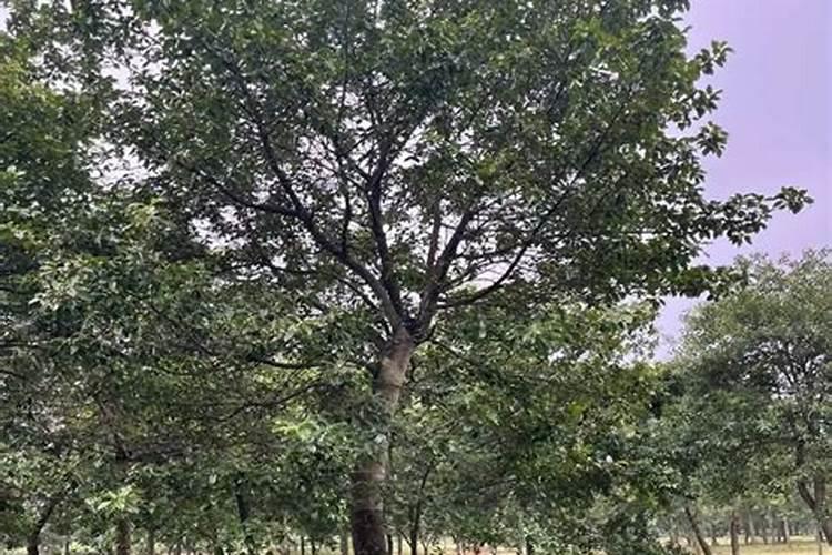 香蕉在什么时候施肥最好