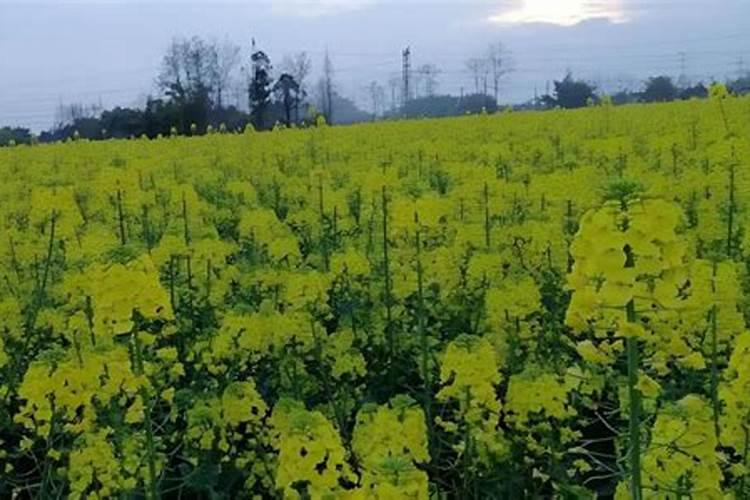 矿源黄腐酸钾对棉花的作用？黑金晶冲施矿源一亩地多少用量