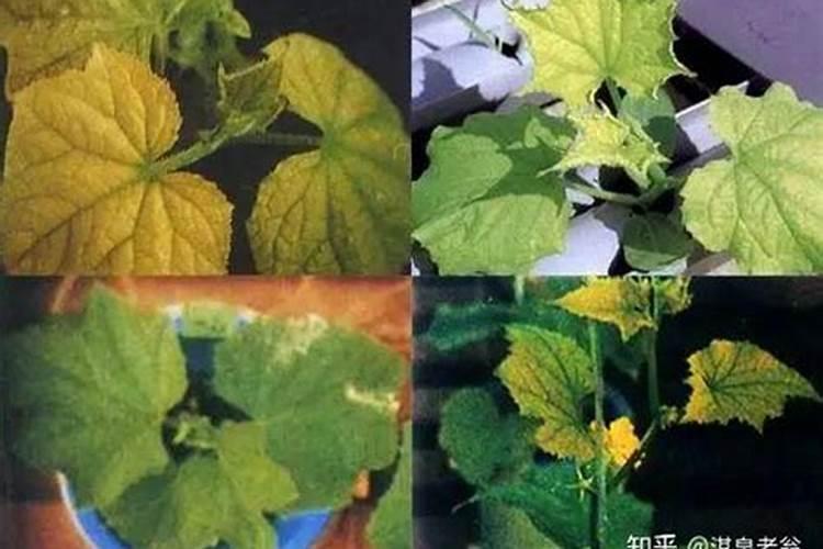 腐植酸肥料的作用和使用方法