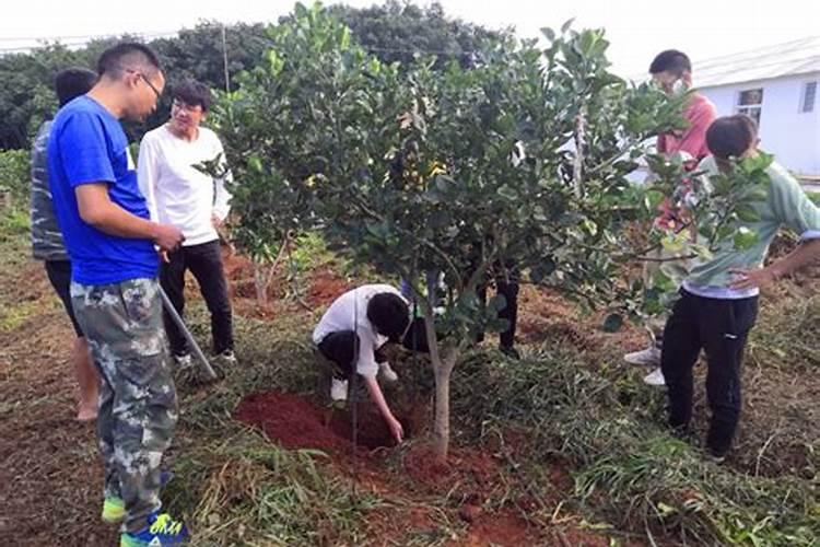 葡萄树怎么施肥