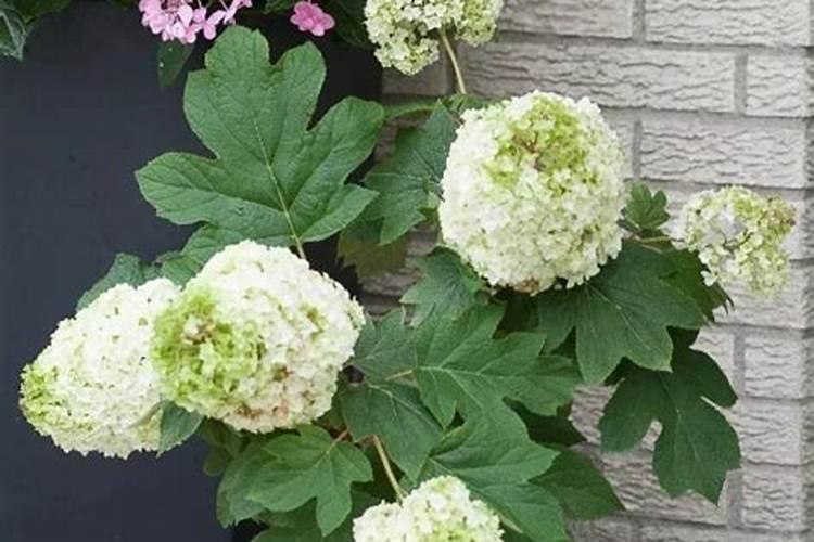 绣球花施花多2号施叶片好还是灌根好？