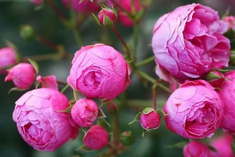 月季需要硼肥吗