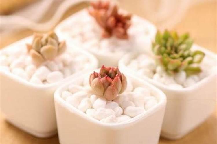 颗粒控释肥适合多肉吗？