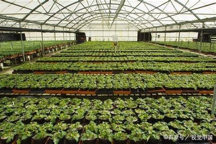 平衡肥膨果快还是高钾肥快,平衡肥和复合肥的区别