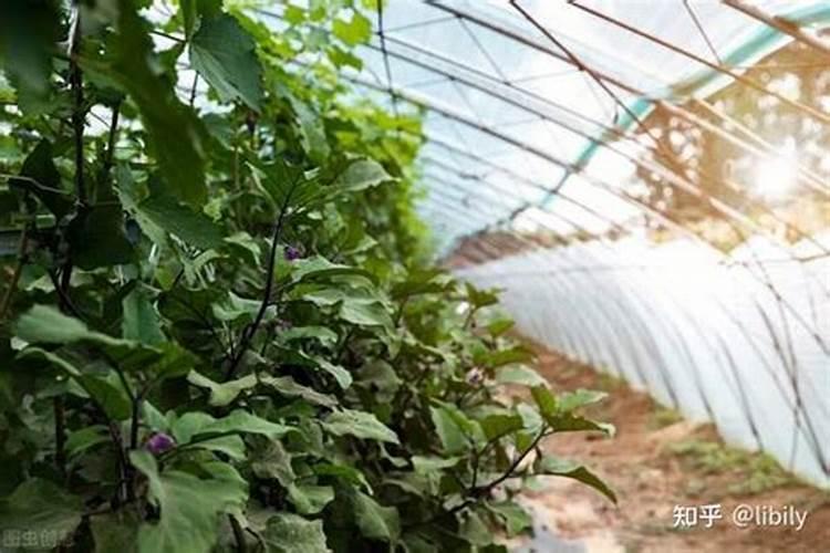 杨梅施钾肥什么时候最好？