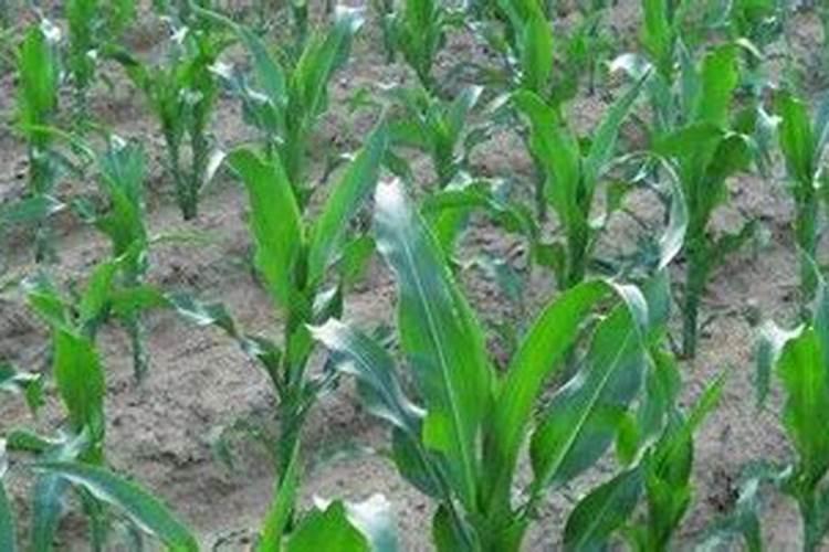 玉米低温缺磷怎么处理