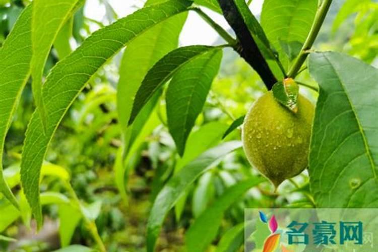 蜂蜜可以作果树叶面肥吗