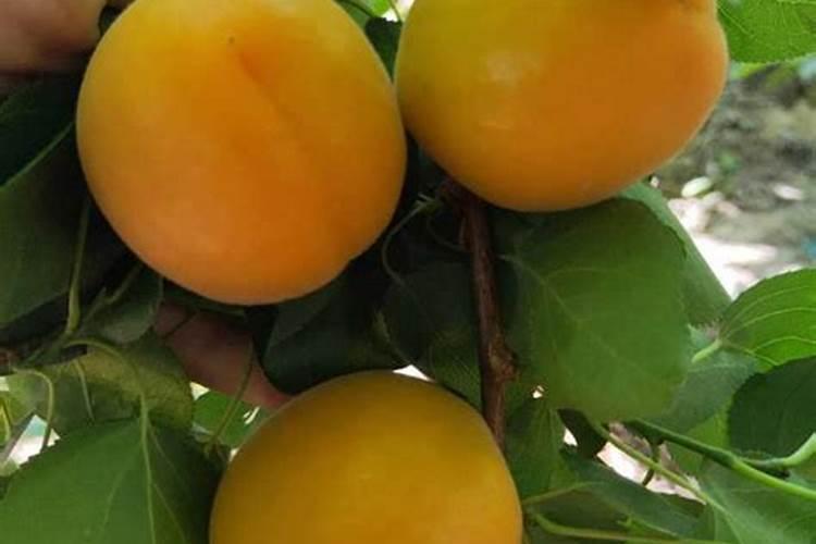 氨基酸叶面肥果树涂杆枝术怎么操作？