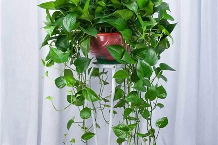 水培绿萝用什么肥,怎么养才茂盛？