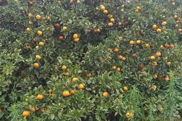 茂谷柑详细资料大全