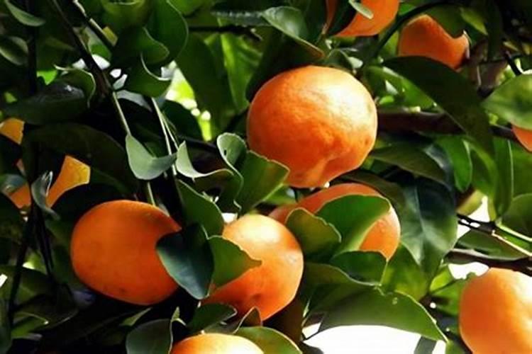 辣椒膨果期如何施肥？辣椒使用什么叶面肥好