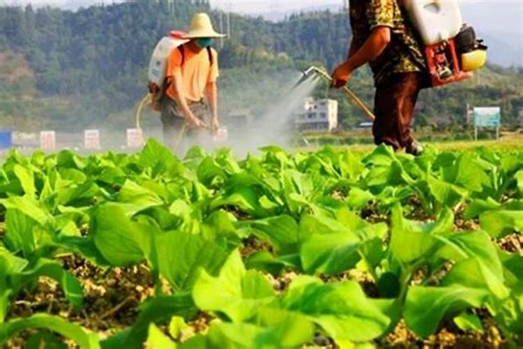 番茄平衡肥什么时候用(番茄平衡肥与高钾肥的使用)