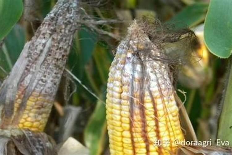 硫酸锌都有什么作用呢