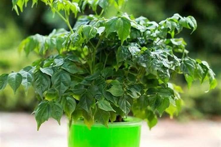 幸福树要施什么肥料吗