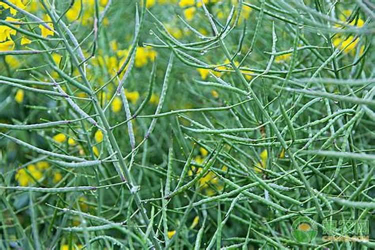 油菜在什么时候叶面喷硼肥？