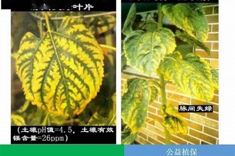 氨基酸水溶肥使用方法