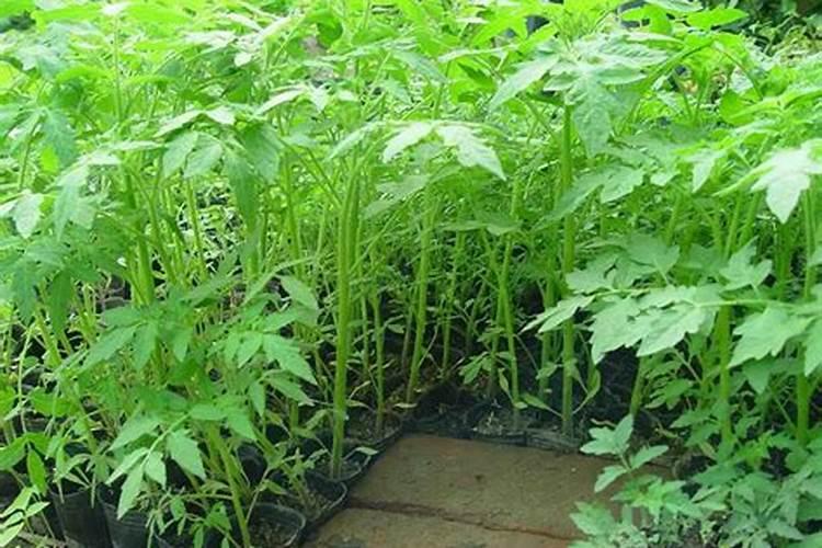 1升肥料土=多少斤