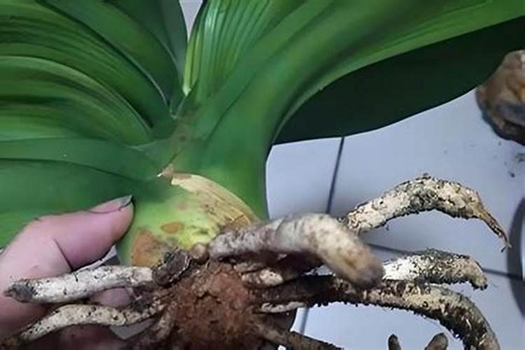 颗粒硼肥的作用及施用方法