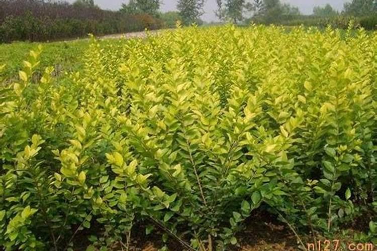 绿速达梨树上可以用吗？