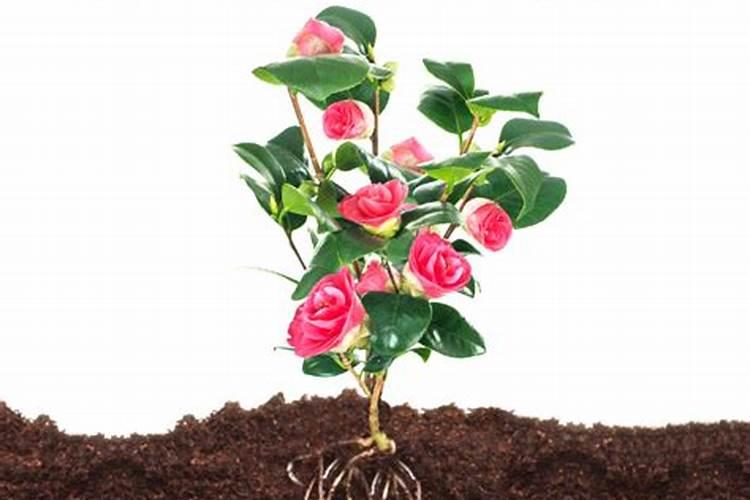 西兰花旺长方法