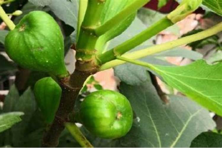 芒果花期喷什么农药保花保果