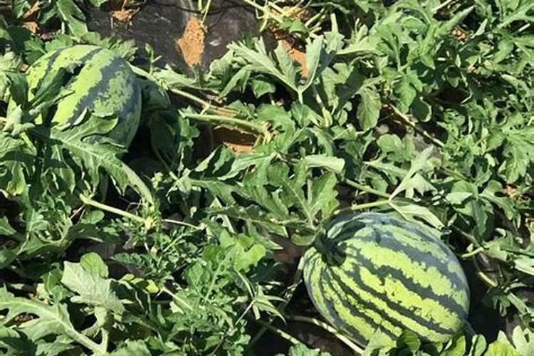 种大豆用什么肥好？