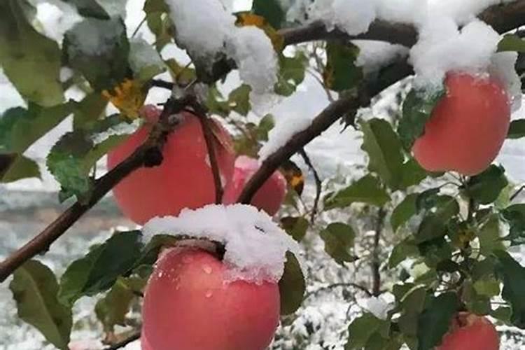 豆角落花怎么预防