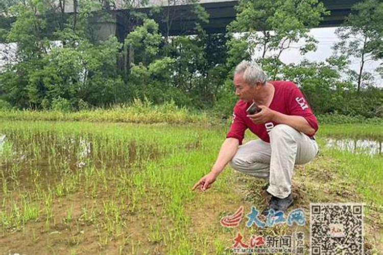 看看水稻禾苗是什么症状
