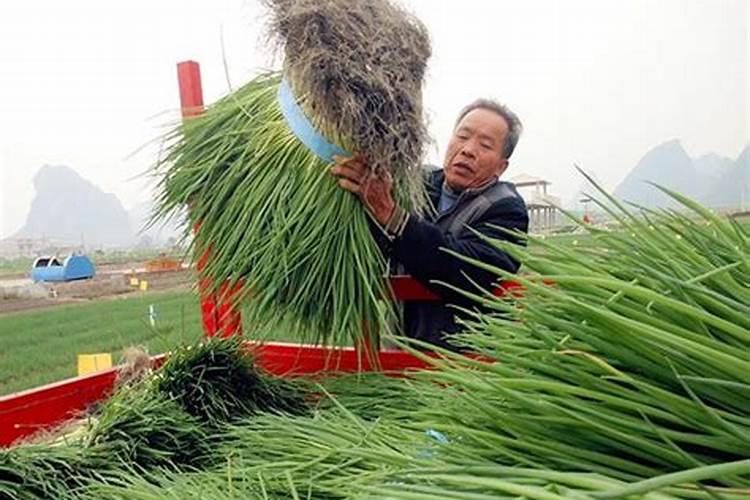 泡黄豆水浇花好不好 正确稀释黄豆水浇花好处多多