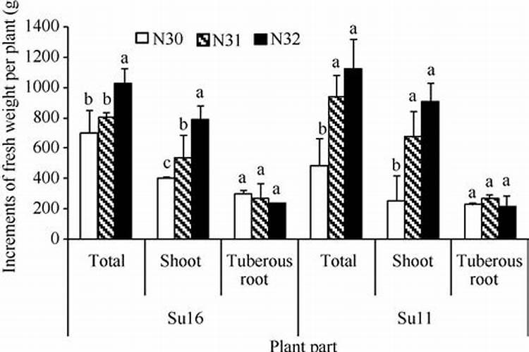 攀枝花有哪些水果市场