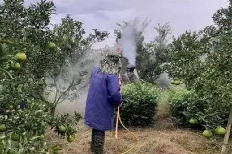 波尔多液可以加叶面肥吗,波尔多液和多菌灵哪个更好