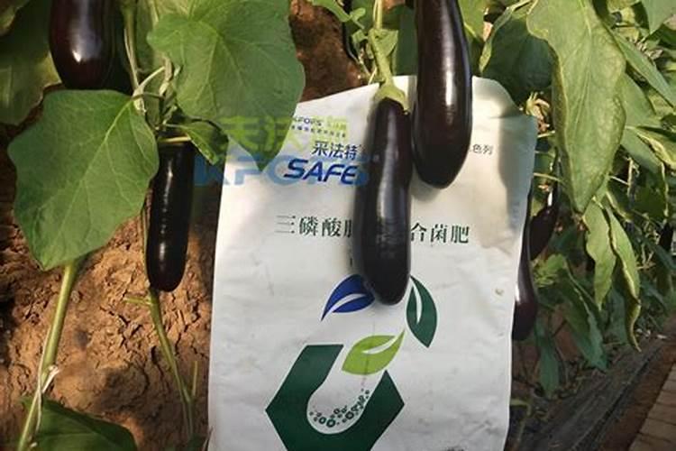 苯甲吡唑酯喷兰花多久见效