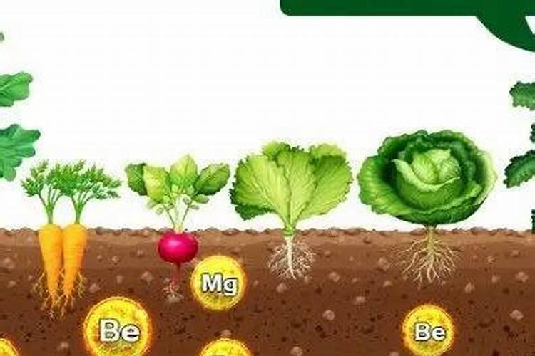 腐植酸、氨基酸、海藻素和鱼蛋白