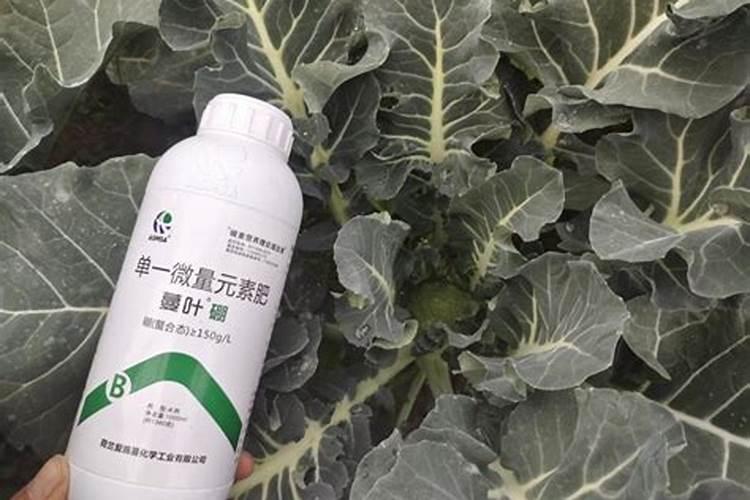 水溶肥选哪种剂型好