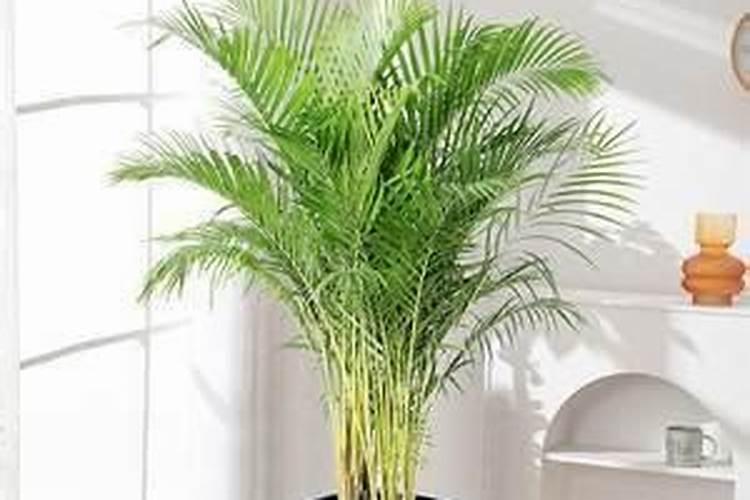 羊粪用什么发酵剂最好