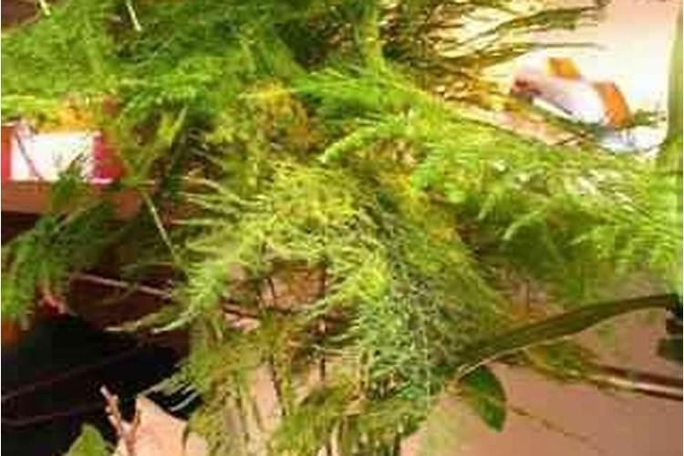 文竹怎么施肥,文竹施什么肥料好/氮肥为主