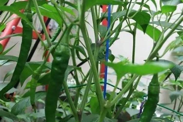 家庭盆栽茶花怎么配土