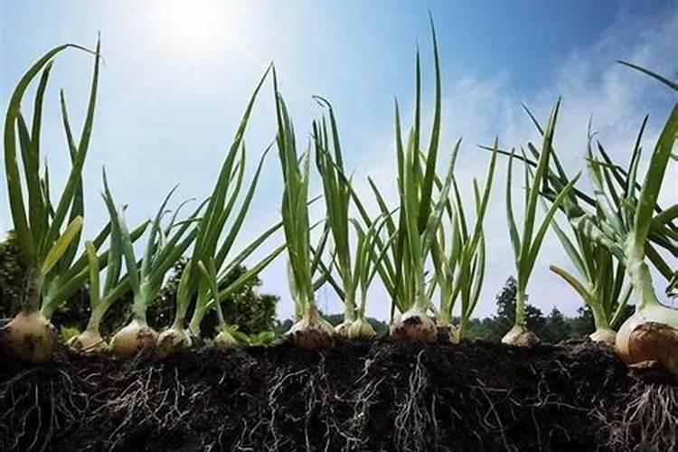 草木灰是钾肥还是氮肥