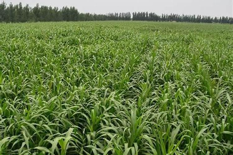 稻田担籽粒肥最佳时间一览表