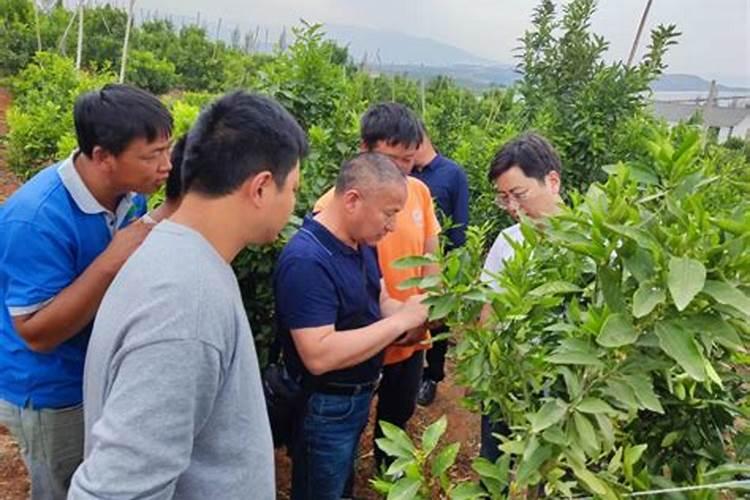 柑橘施肥方法与注意事项 简单介绍柑橘施肥方法与注意事项