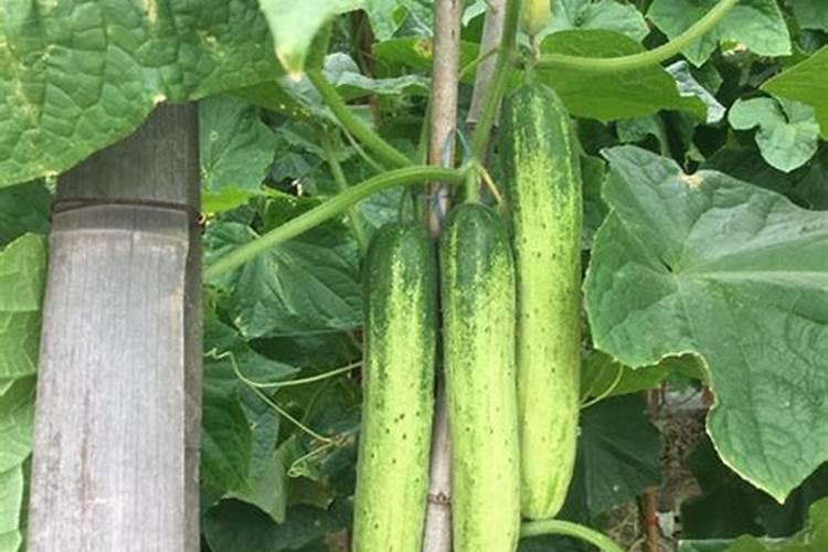 加强黄瓜定植前后管理