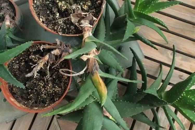 芦荟施肥过重使叶子发黄怎么办