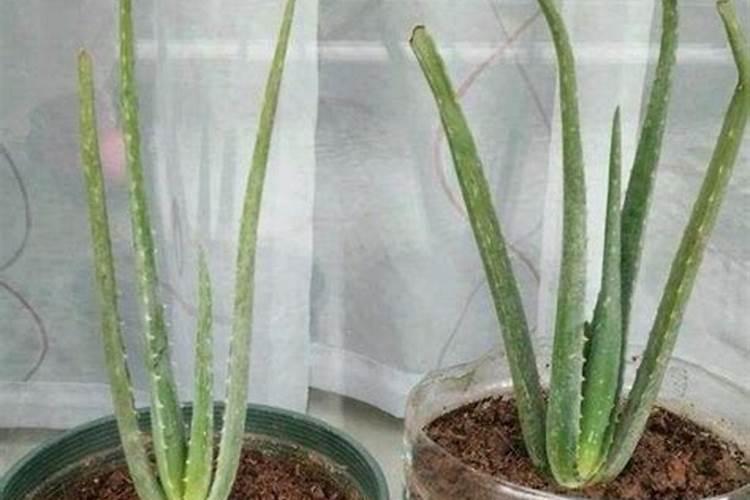 芦荟叶片干了怎么办,五种原因以及解决办法